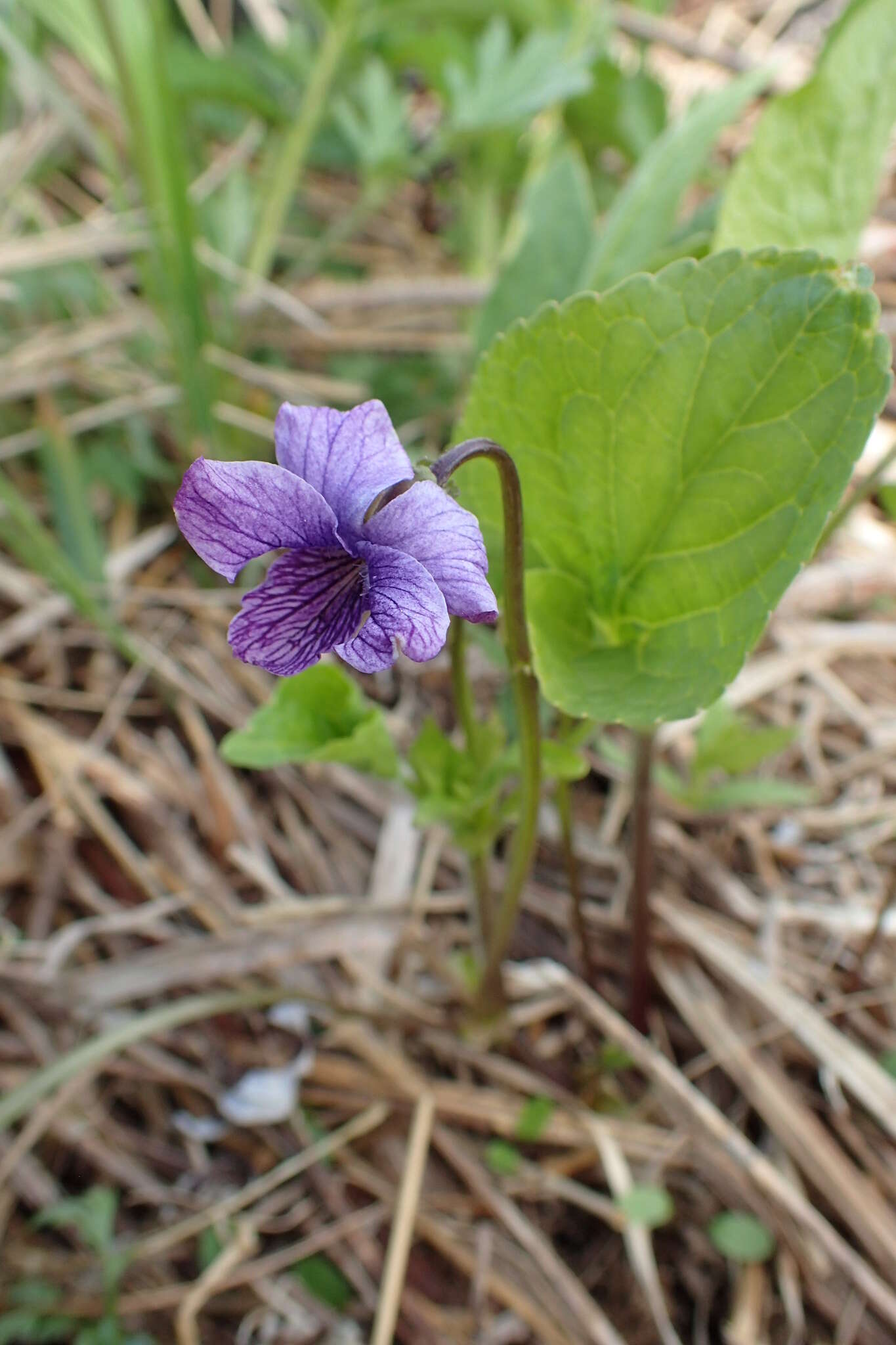 Слика од Viola langsdorfii subsp. sachalinensis W. Becker