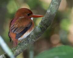 صورة Corythornis madagascariensis (Linnaeus 1766)