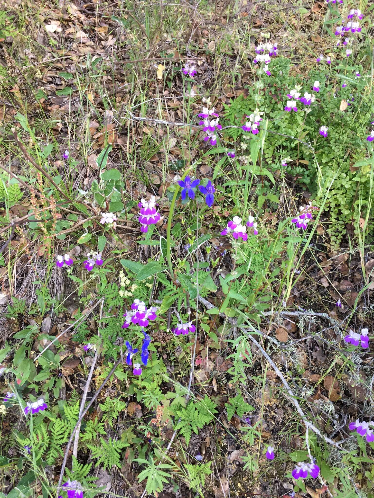 Delphinium patens subsp. patens的圖片