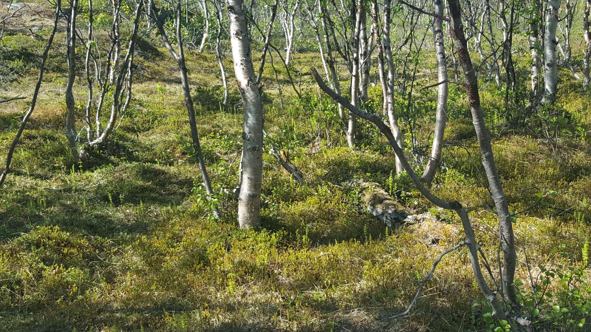 Image of Willow Grouse and Red Grouse