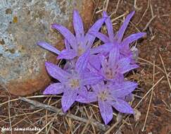 Image of Colchicum macrophyllum B. L. Burtt