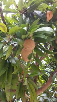 Image of sapodilla