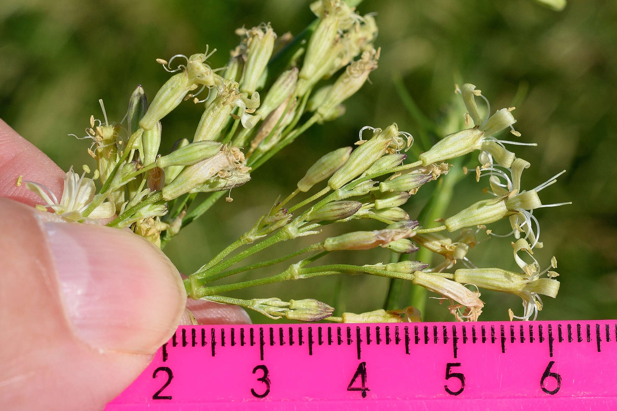 Image of Siberian catchfly