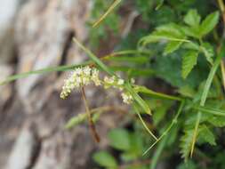 Image of Aruncus sylvester var. astilboides (Maxim.) Makino