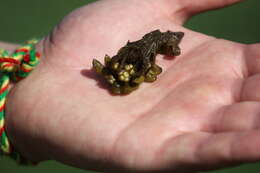 Image of floating watermoss