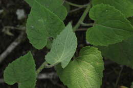 Image of Campanula alliariifolia Willd.