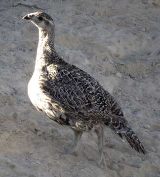 Image of Gunnison sage-grouse; greater sage-grouse