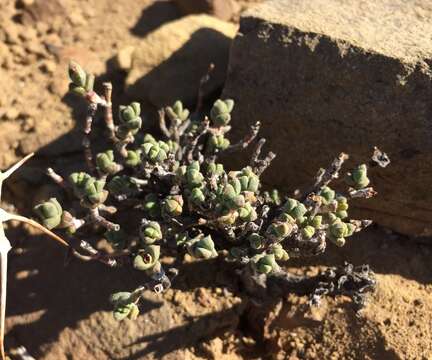 Image of Chasmatophyllum stanleyi (L. Bol.) Hartmann