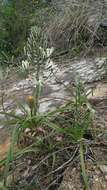 Image of Albuca batteniana Hilliard & B. L. Burtt