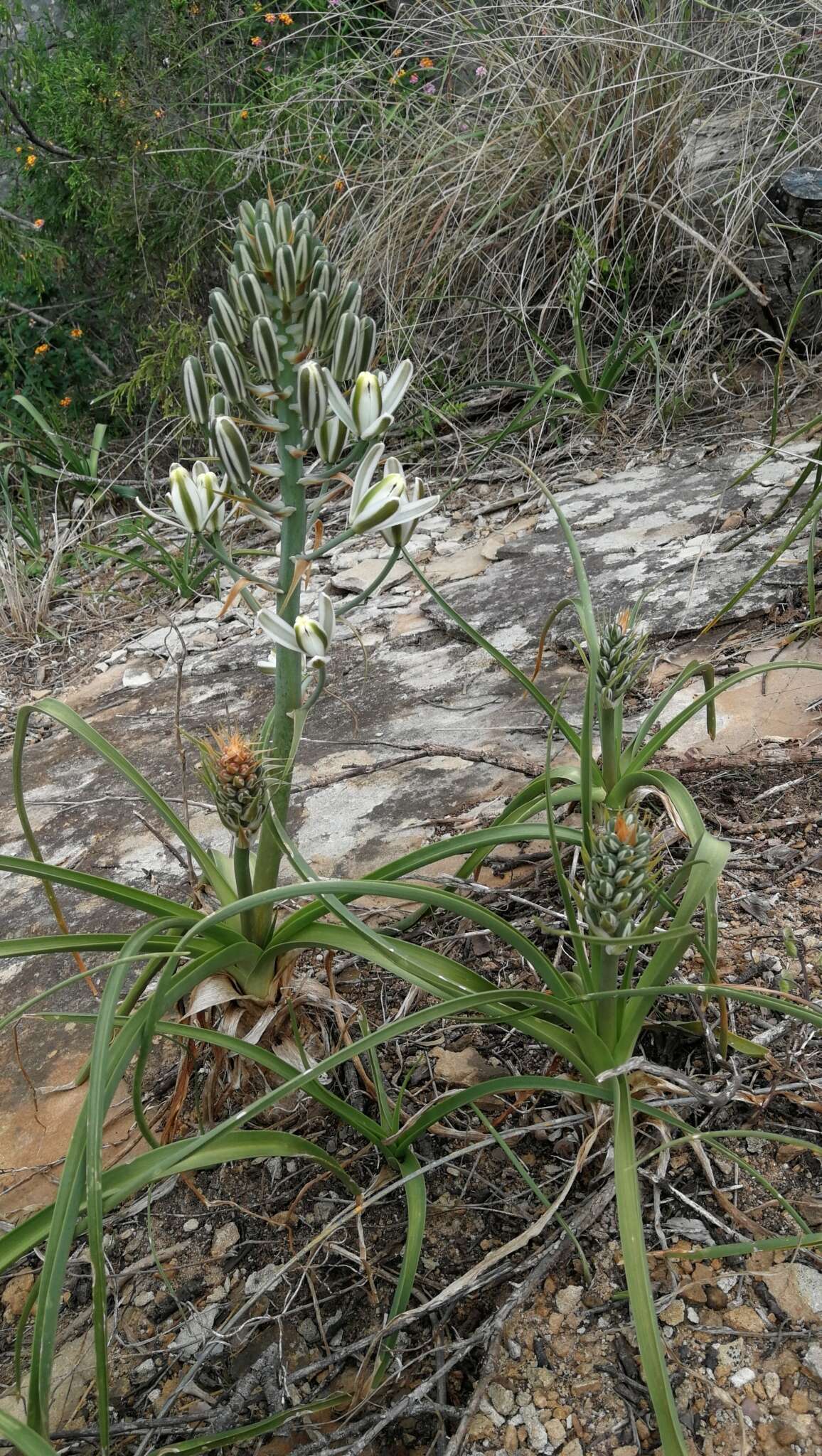 Image of Albuca batteniana Hilliard & B. L. Burtt