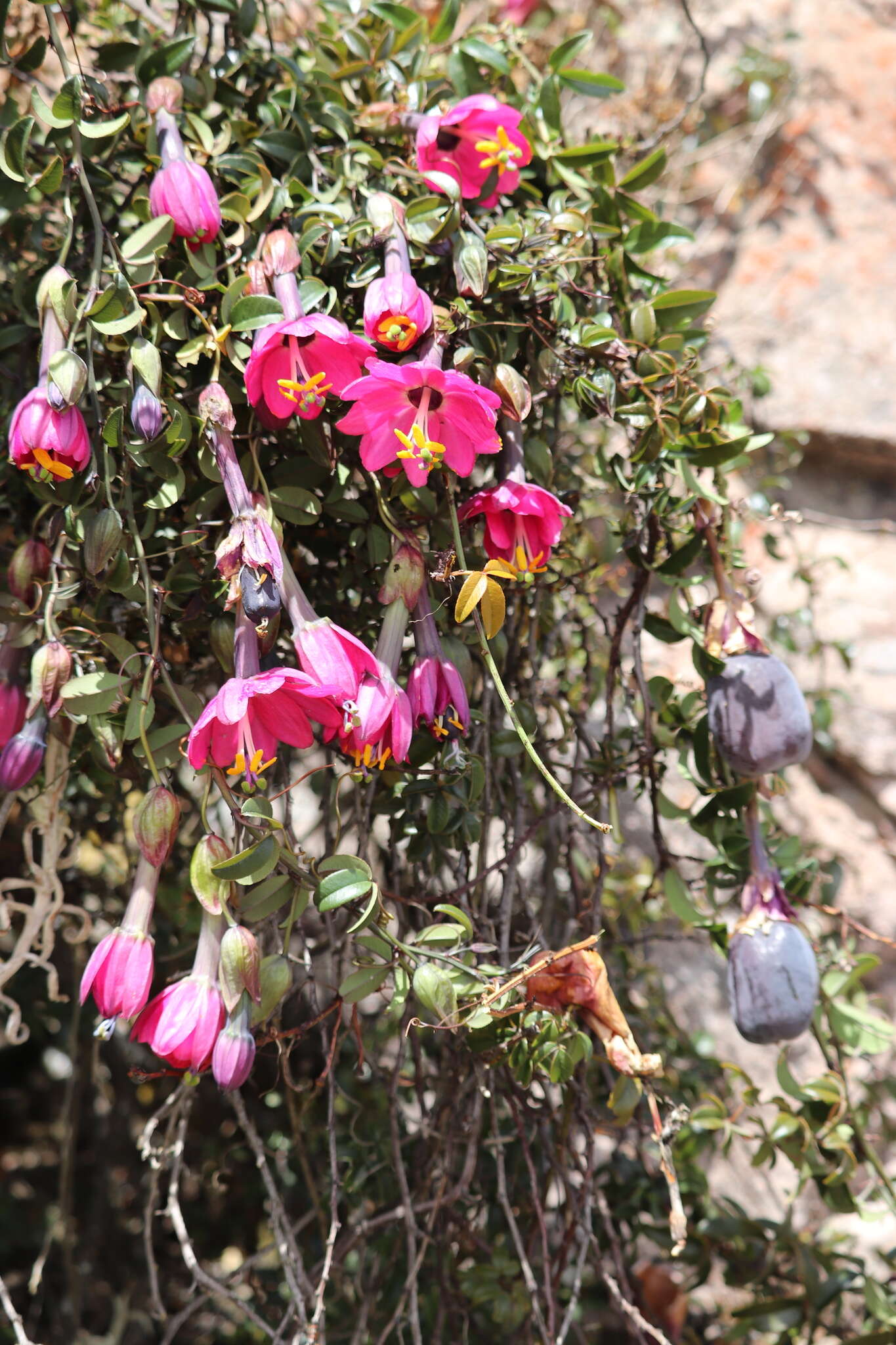 Слика од Passiflora huamachucoensis L. K. Escobar