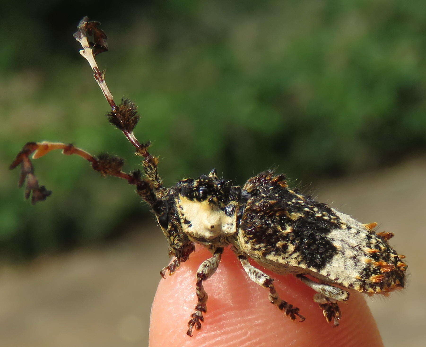 Image of Cloniocerus kraussii White 1855