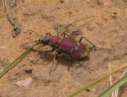 Image of Beautiful tiger beetle