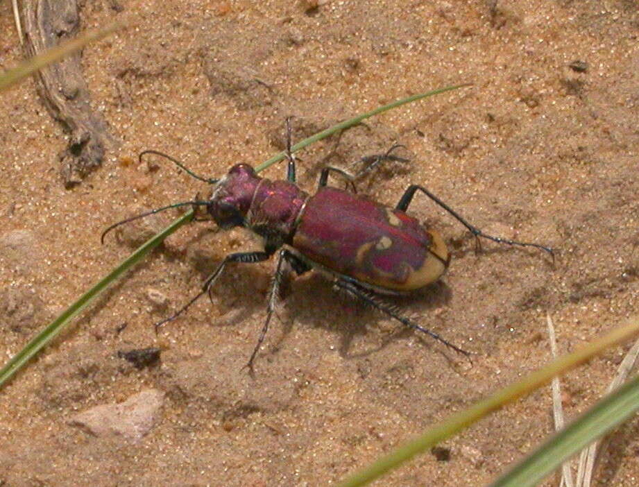 Image of Beautiful tiger beetle