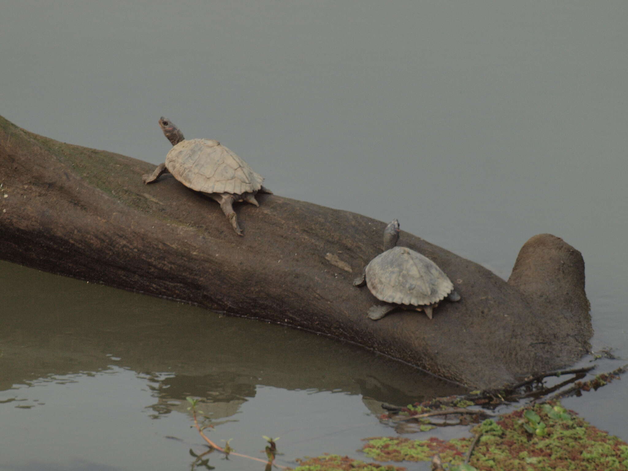 Image of Assam Roofed Turtle