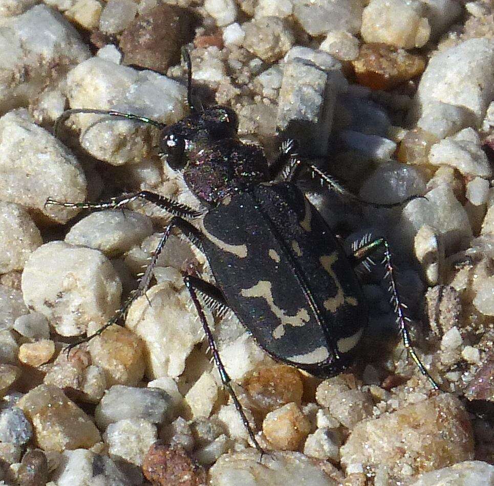 Plancia ëd Cicindela (Ropaloteres) lurida Fabricius 1781