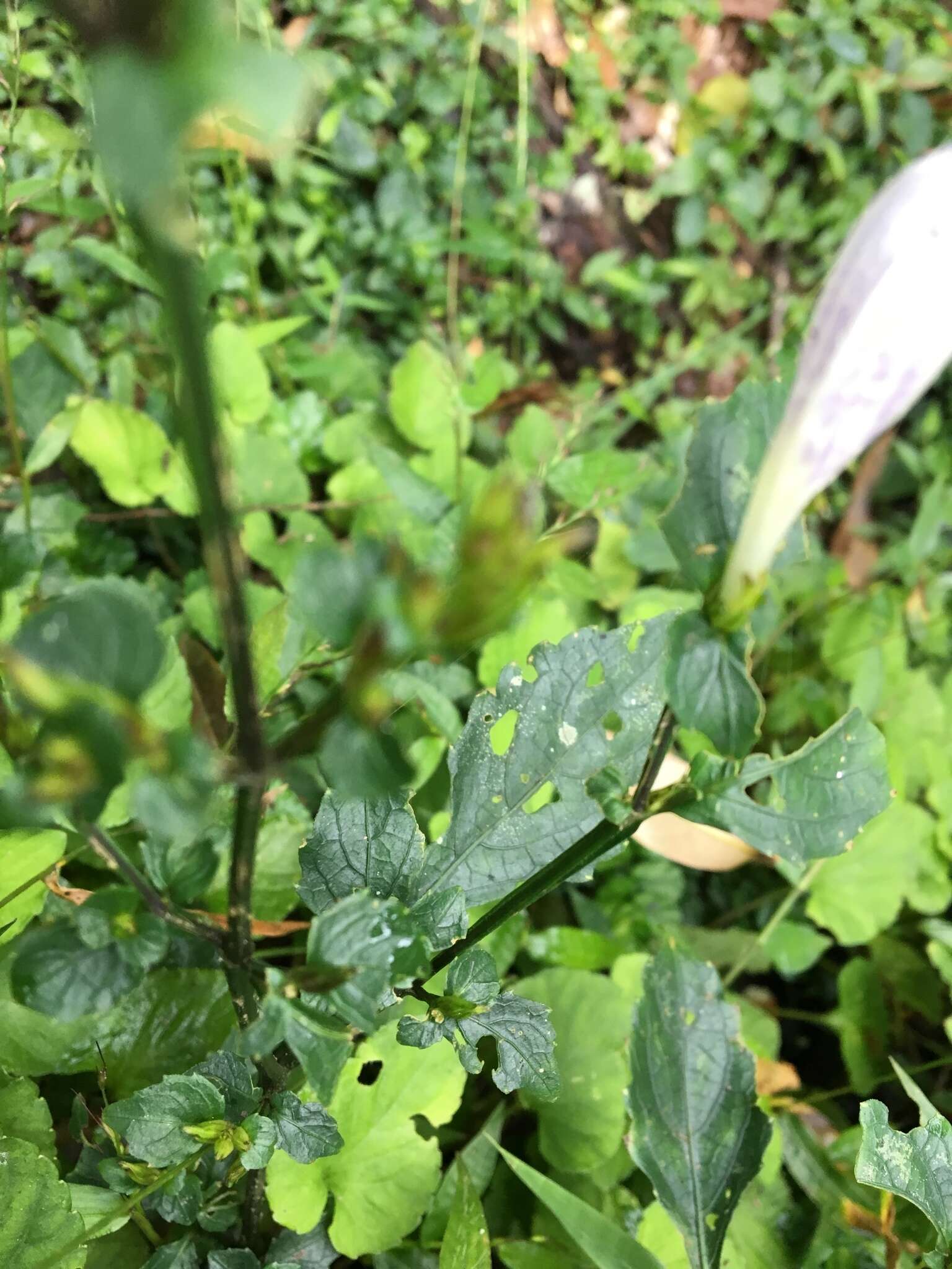 Image of Strobilanthes flexicaulis Hayata