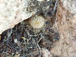 Image of Mammillaria jaliscana subsp. zacatecasensis (Shurly) D. R. Hunt