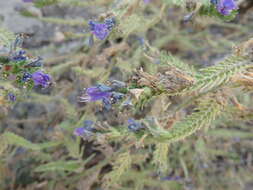 Echium gaditanum Boiss.的圖片