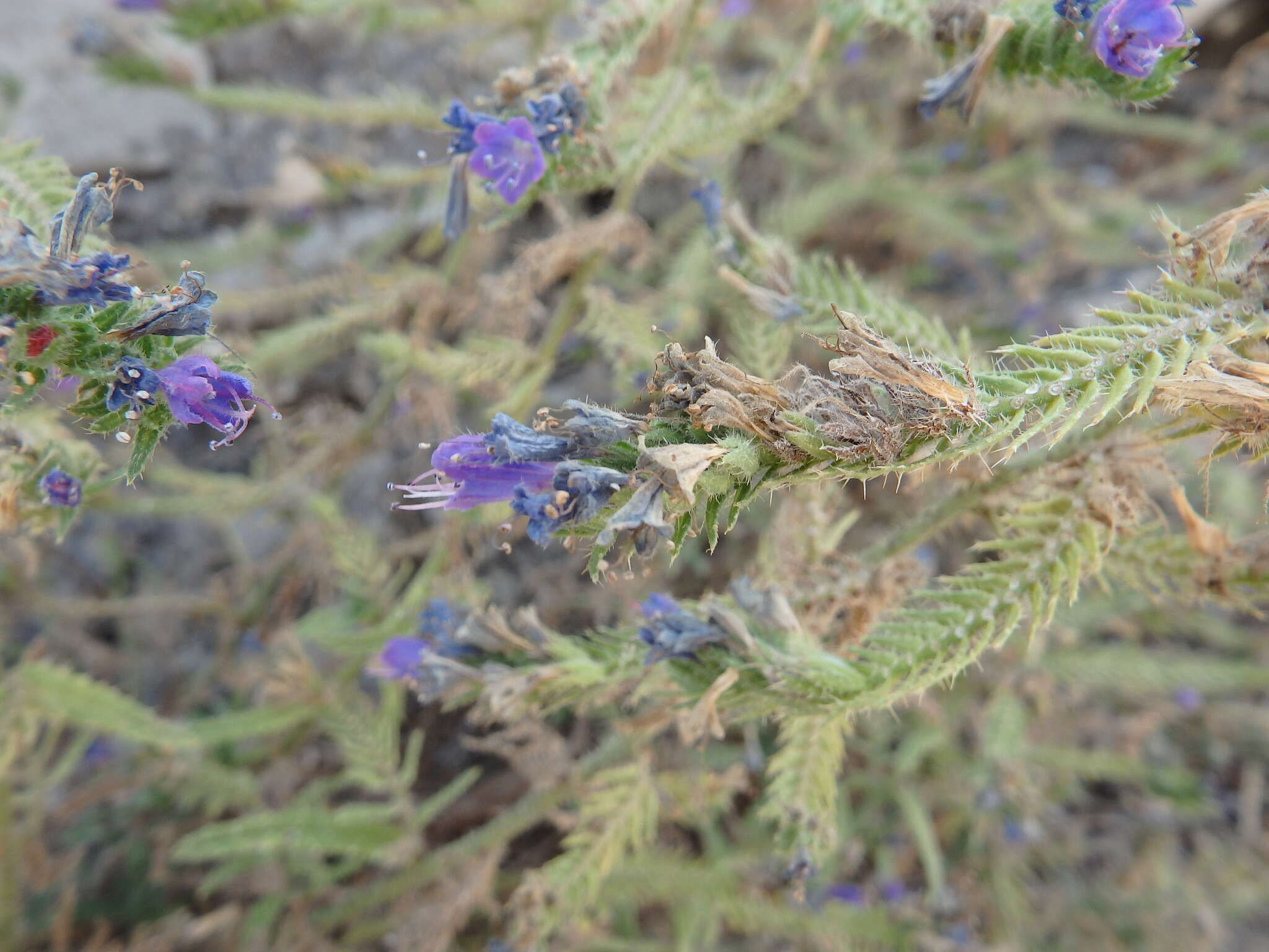 Image of Echium gaditanum Boiss.