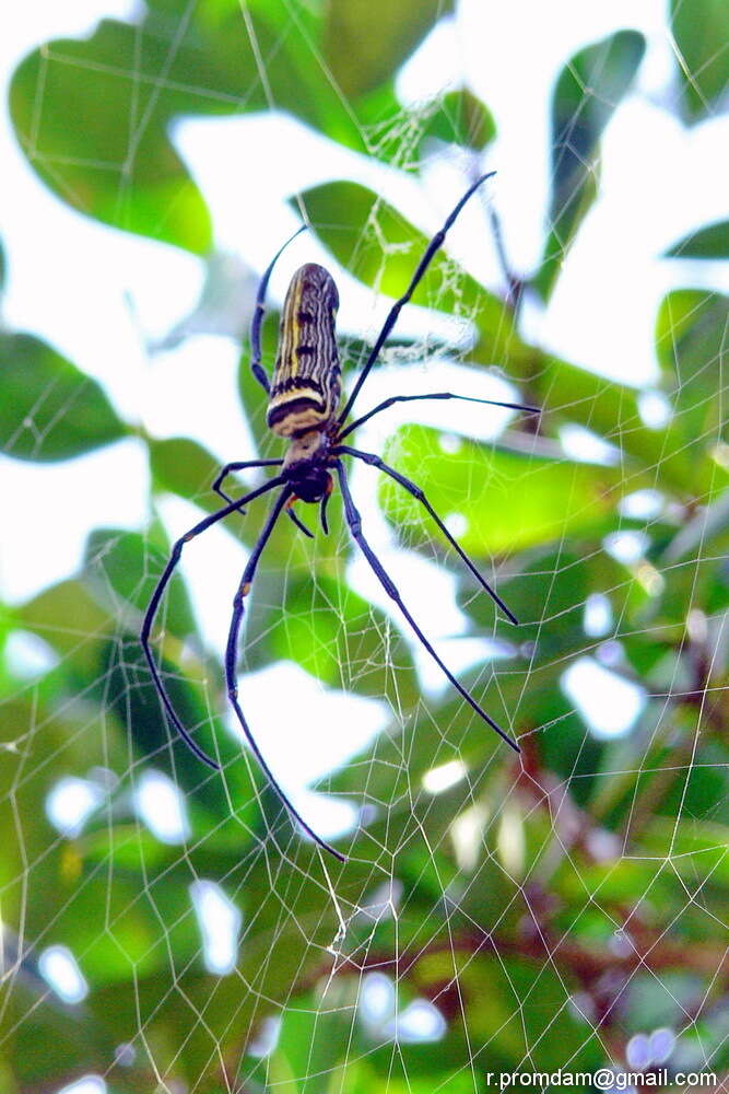 Image of Nephila pilipes (Fabricius 1793)