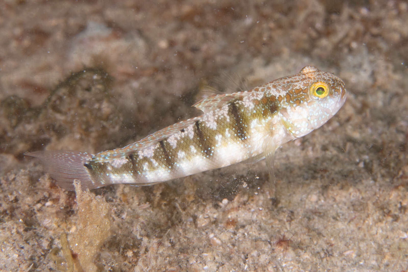 Image de Amblygobius sphynx (Valenciennes 1837)