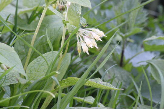 Plancia ëd Symphytum bulbosum C. Schimper