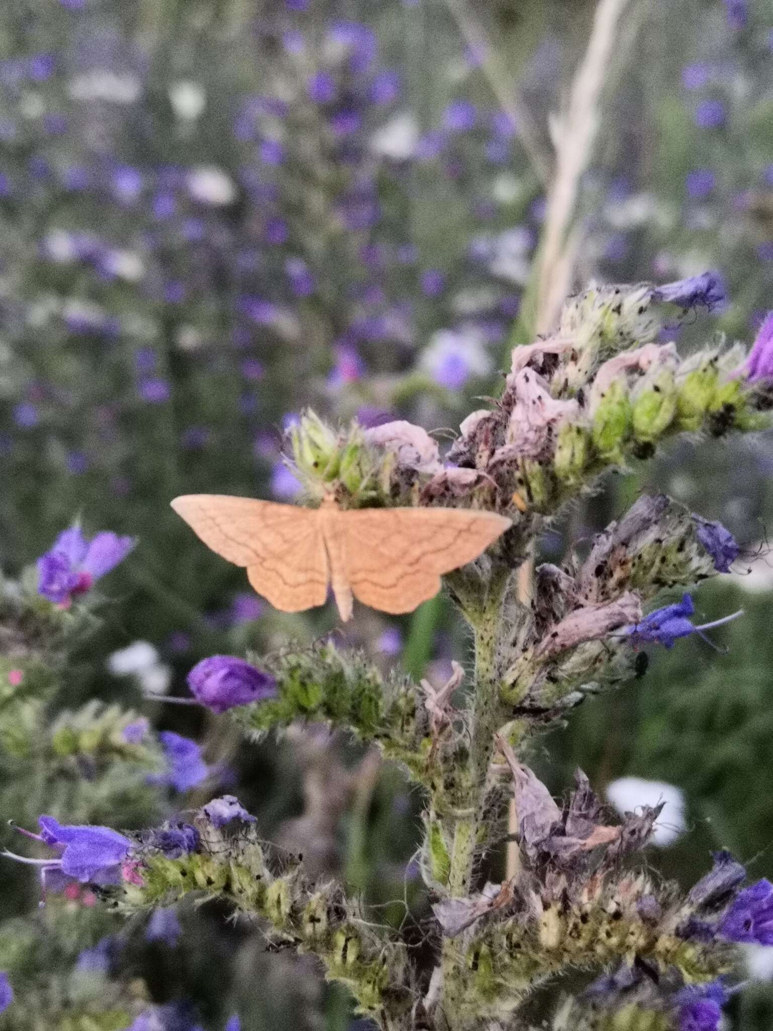 Idaea ochrata Scopoli 1763 resmi