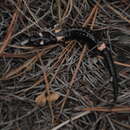 Image of Cofre de Perote Salamander