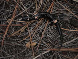 Image of Cofre de Perote Salamander