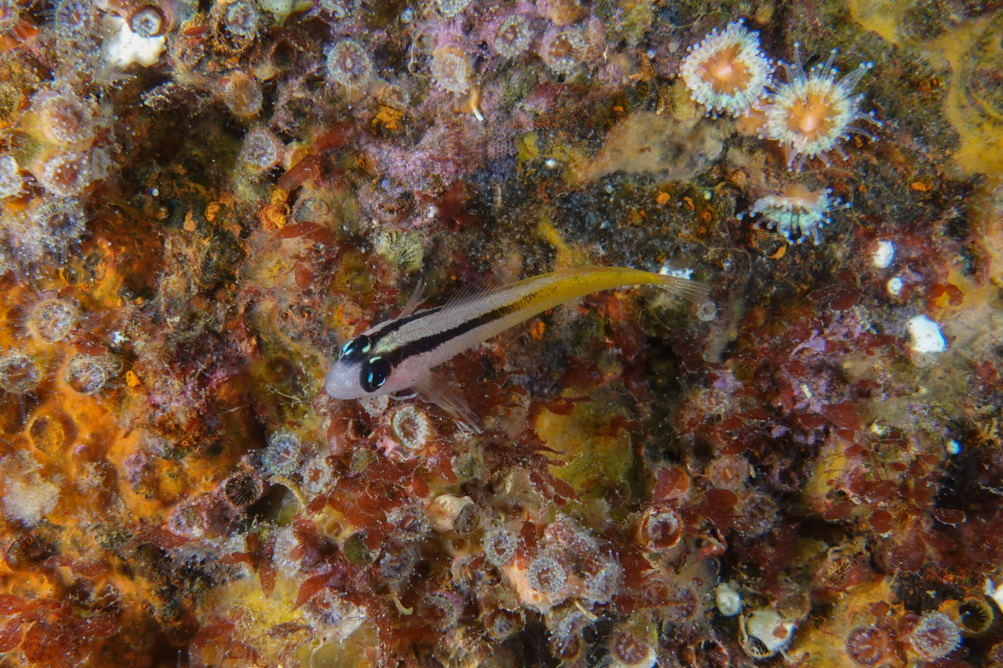 Image of Yellow-and-black Triplefin