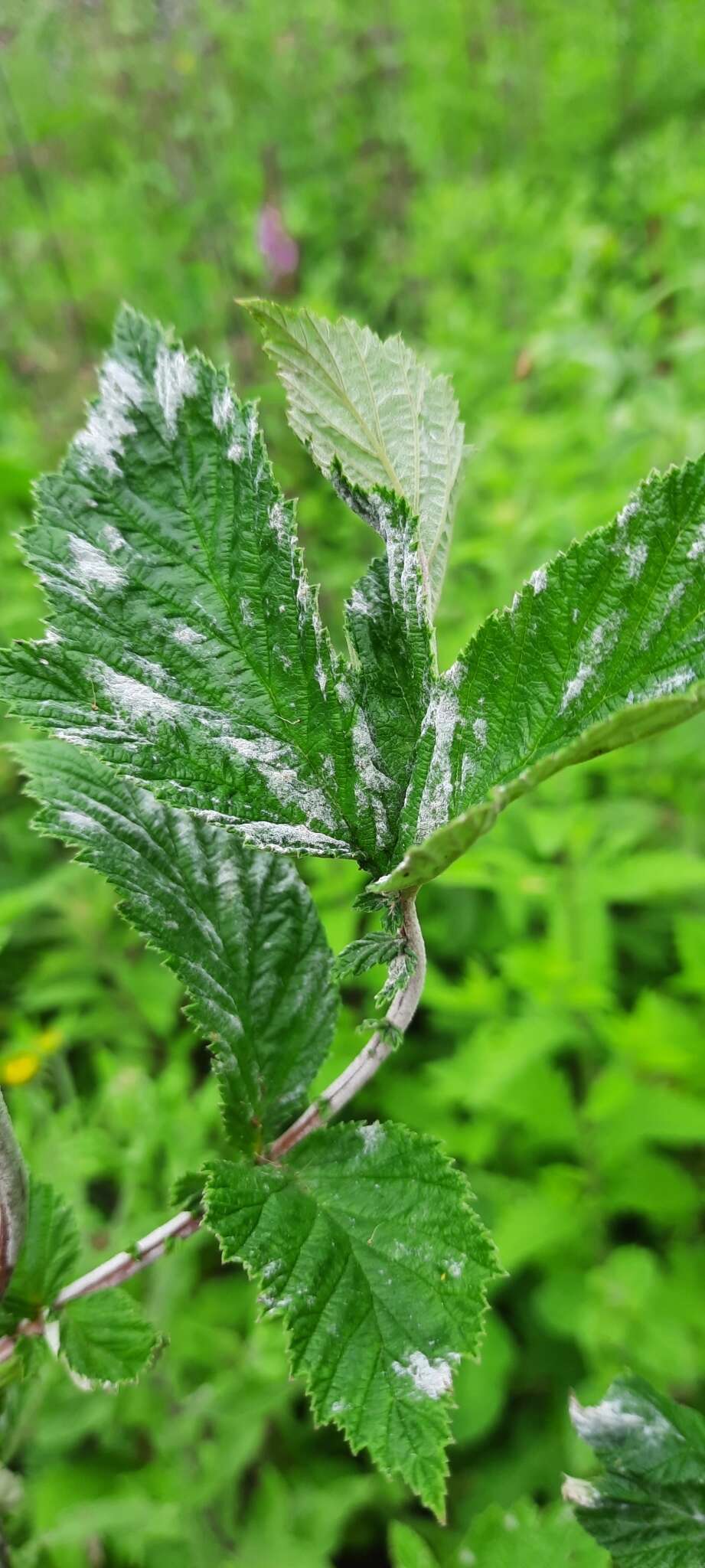 Podosphaera filipendulae (Z. Y. Zhao) T. Z. Liu & U. Braun 2010的圖片