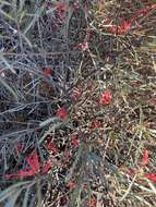 Image of Grevillea extorris S. Moore