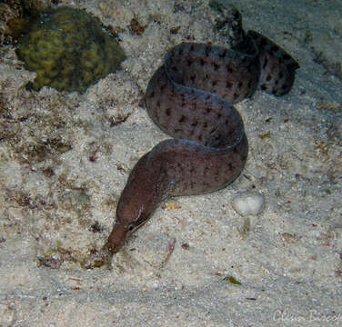 Image of Bar-tail moray