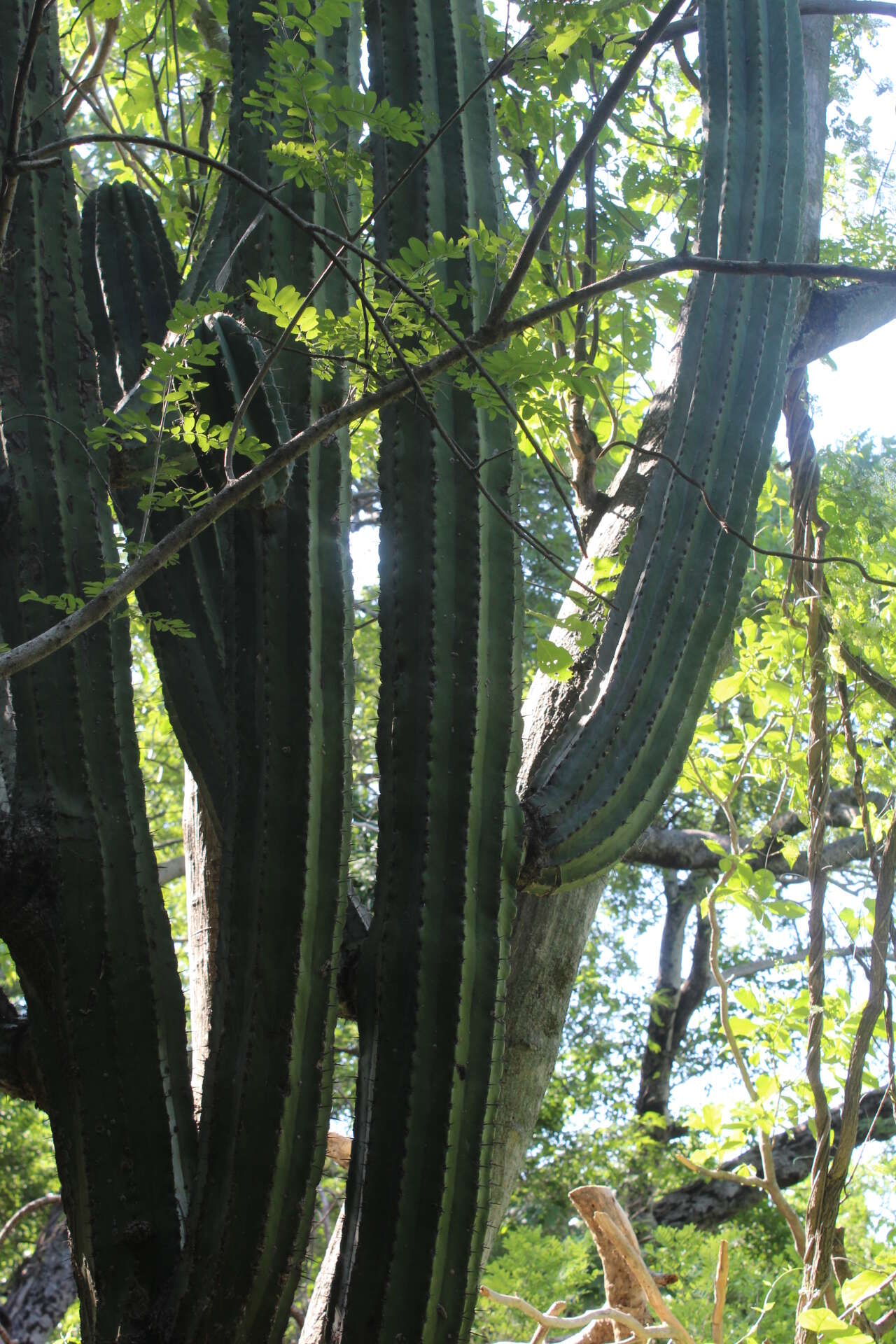 Image of Pachycereus grandis Rose