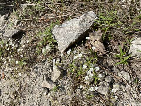 Image of One-Flower Stitchwort