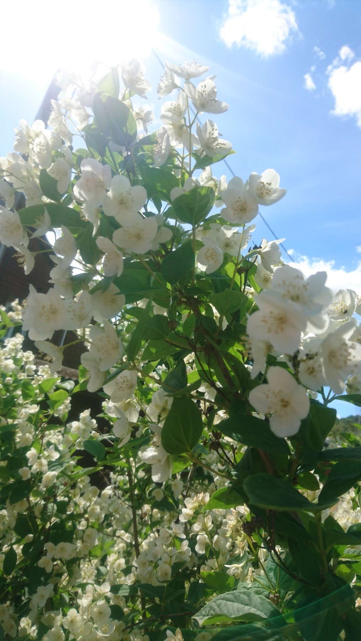 Imagem de Philadelphus coronarius L.