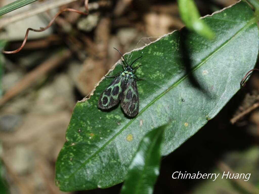 Image of <i>Clelea formosana</i>