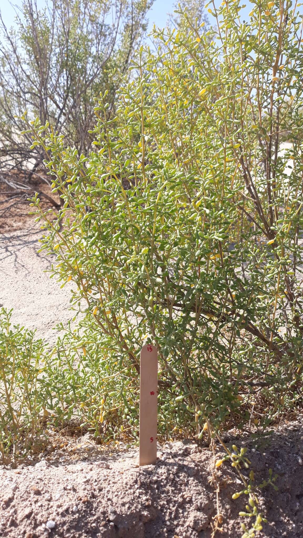 Image of Tetraena hamiensis var. qatarensis (Hadidi) Alzahrani & Albokhari