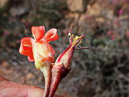 Image of Cotyledon tomentosa Harv.