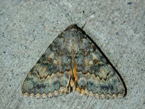 Image of Andromache Underwing