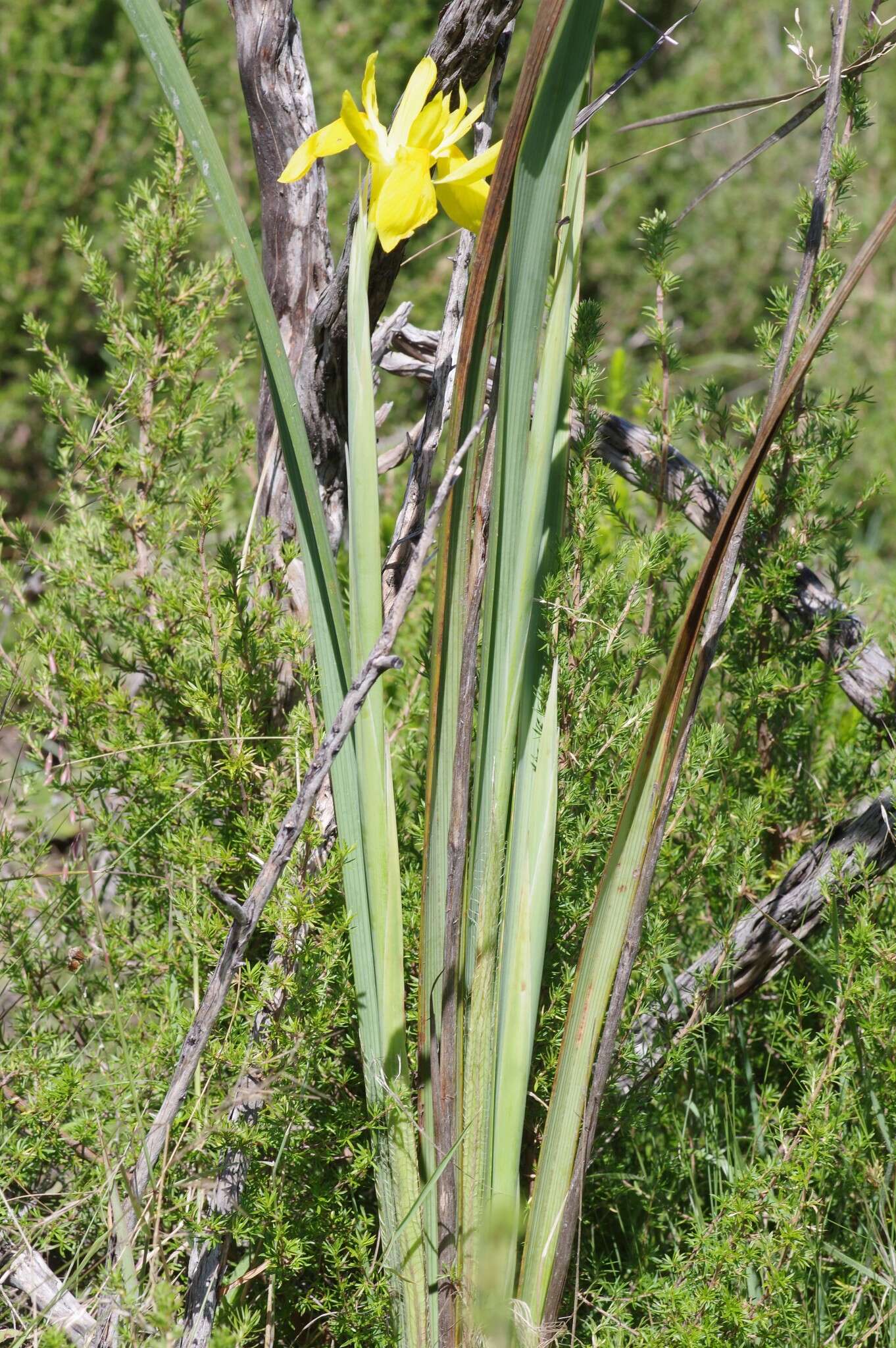 Image of Moraea reticulata Goldblatt