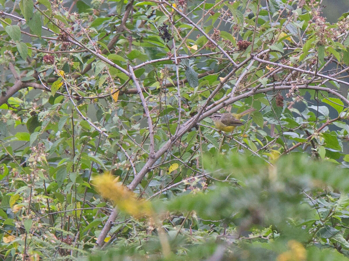 Image of Three-banded Warbler