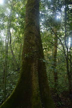 Image de Artocarpus hirsutus Lam.