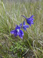 Image of royal larkspur