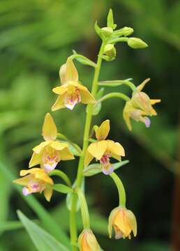 Epipactis thunbergii A. Gray resmi