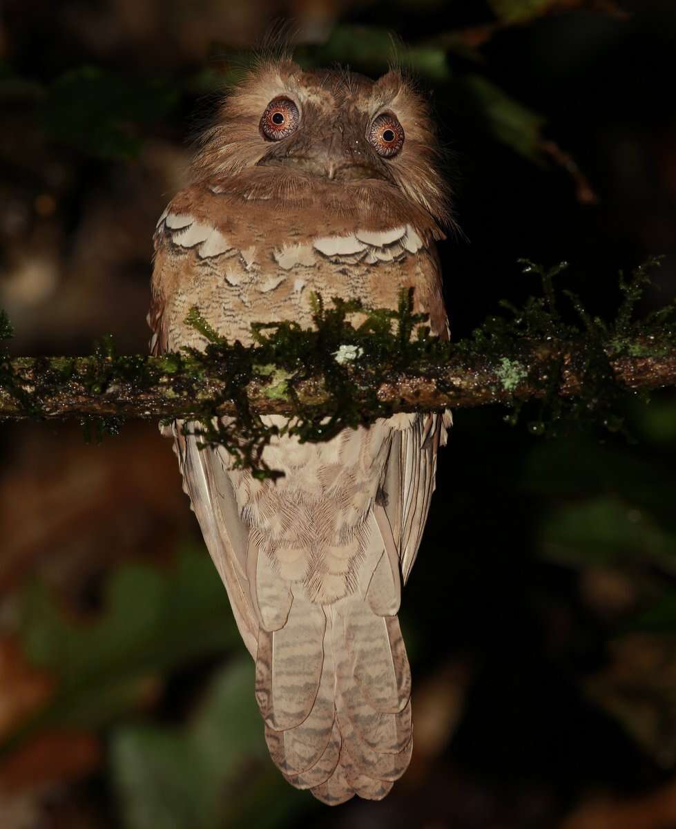 Image of Philippine Frogmouth