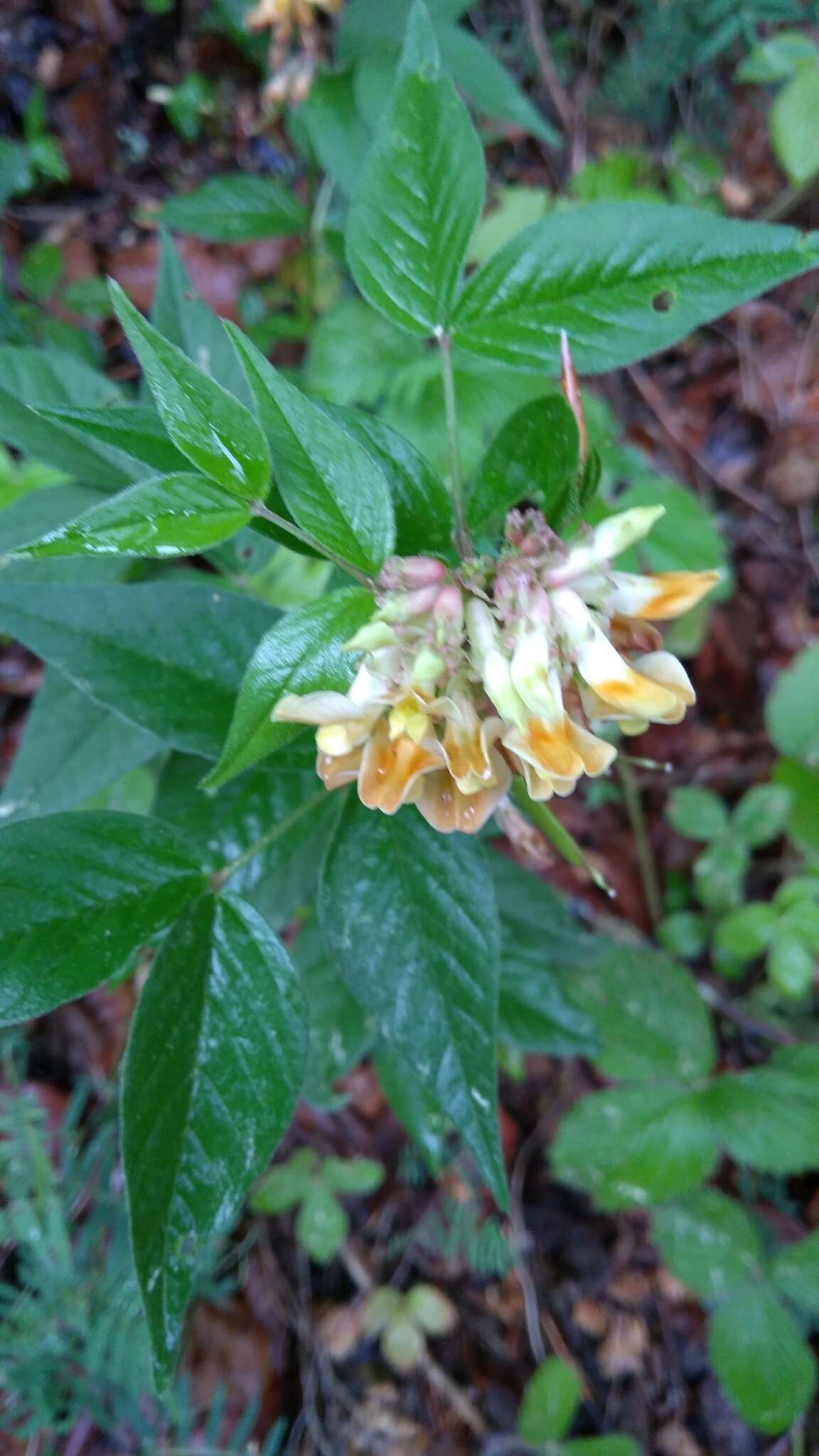 صورة Vicia oroboides Wulfen