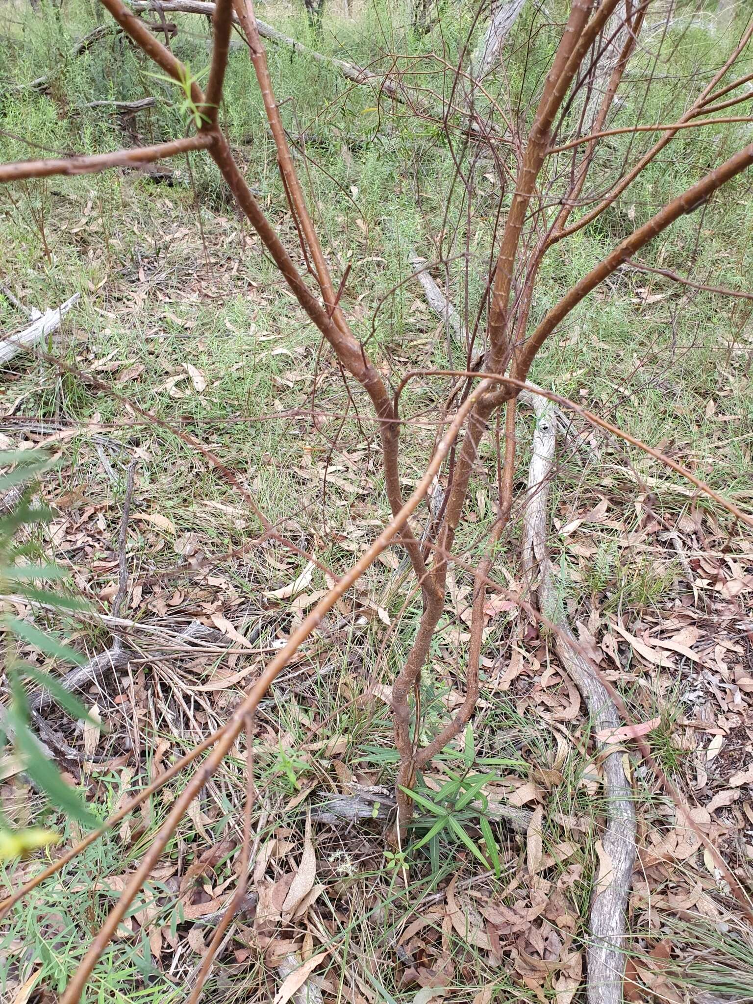 Image of Pimelea neoanglica S. Threlfall