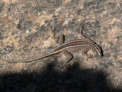 Image de Platysaurus broadleyi Branch & Whiting 1997